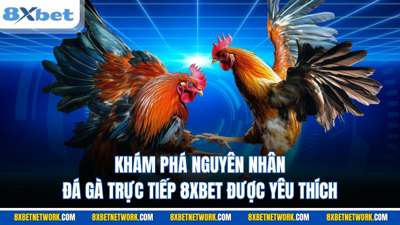 Khám phá nguyên nhân đá gà trực tiếp 8XBET được yêu thích